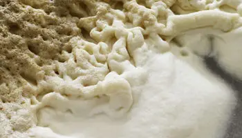 levure de bierre transformation