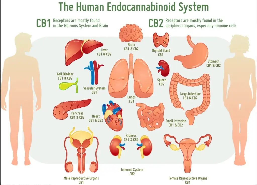 cannabinoïdes,trouble cérébral,cyclisme rapide,antipsychotique,trouble bipolaire