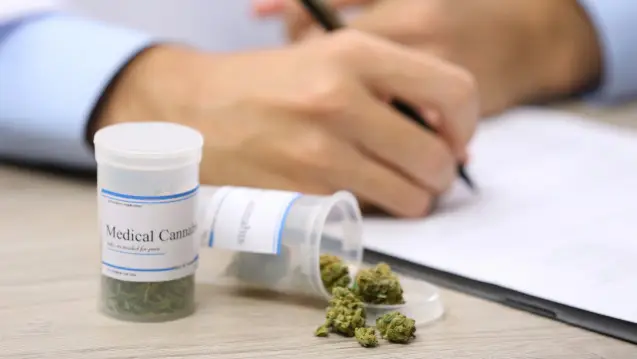traitement cannabis allemagne premiere recolte