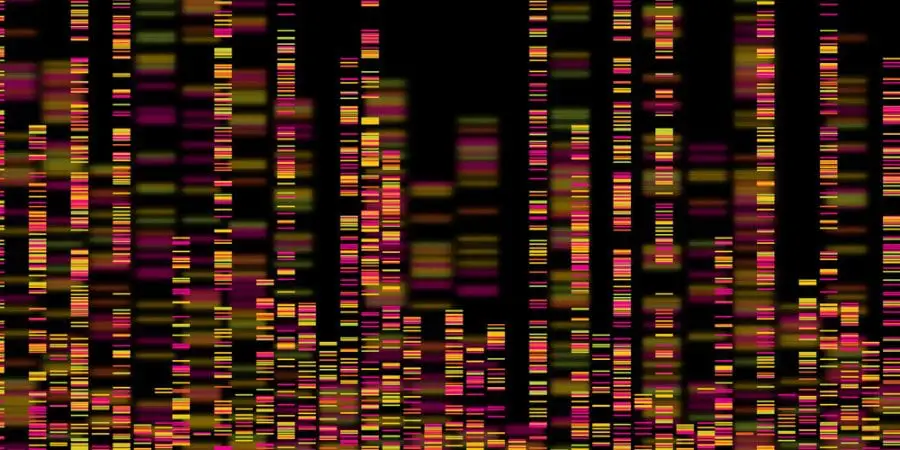 ADN genetics