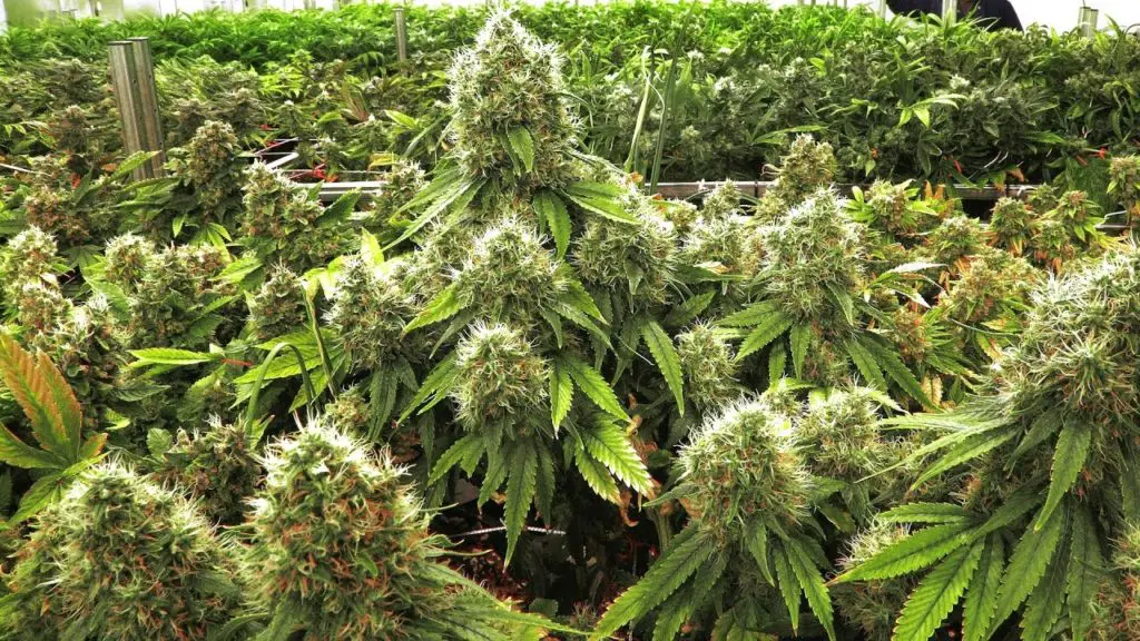 Hydroponic dwc eau profonde