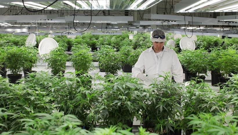 apprendre le cannabis universite