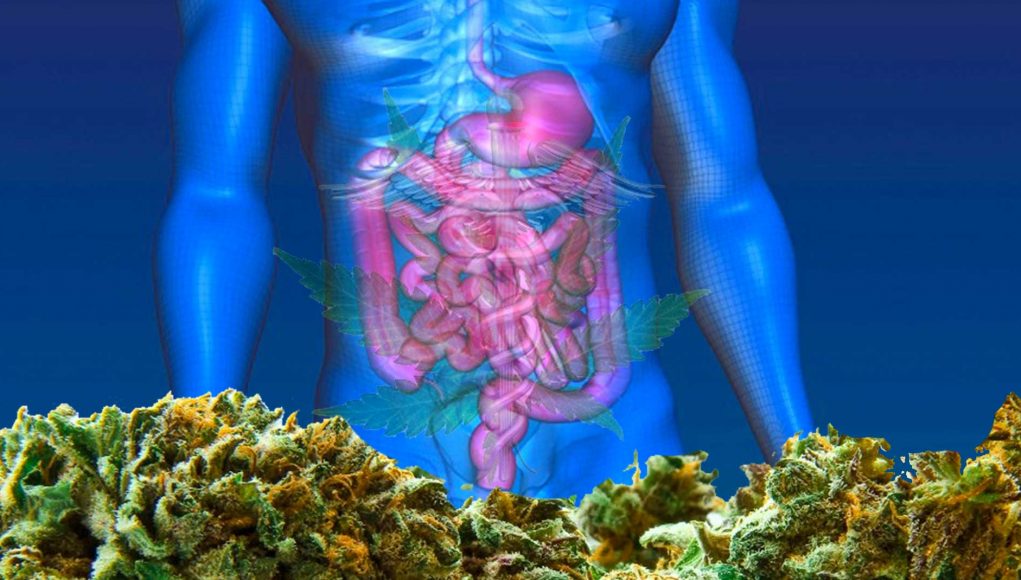 cannabis for crohns disease