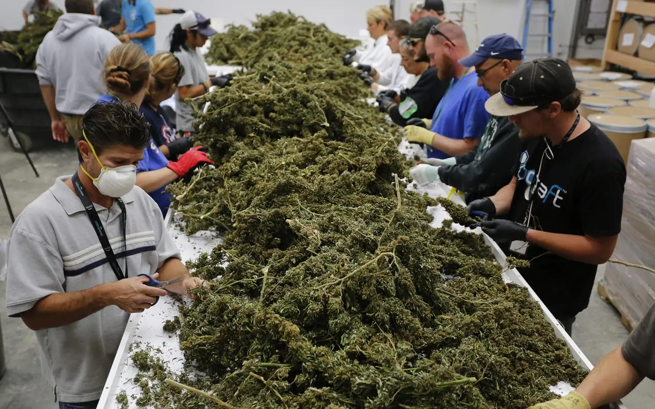 cannabis jobs