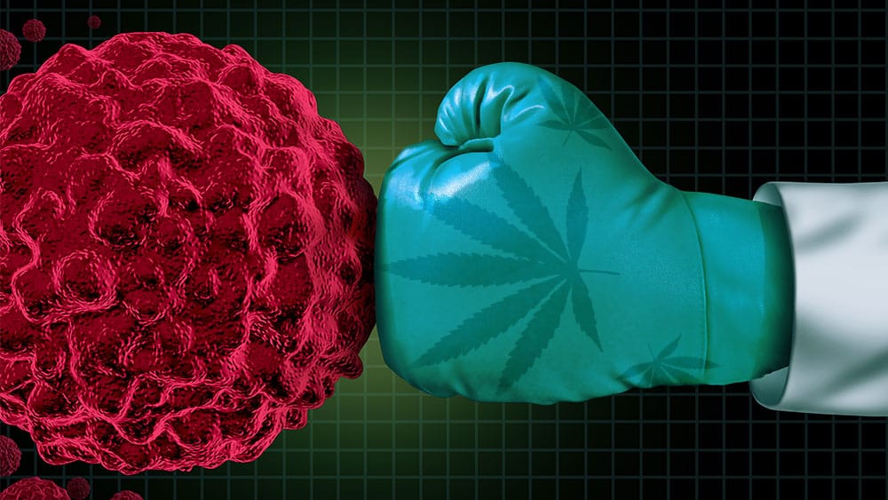 cannabis vs cancer