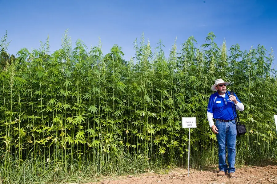 industrial hemp 1
