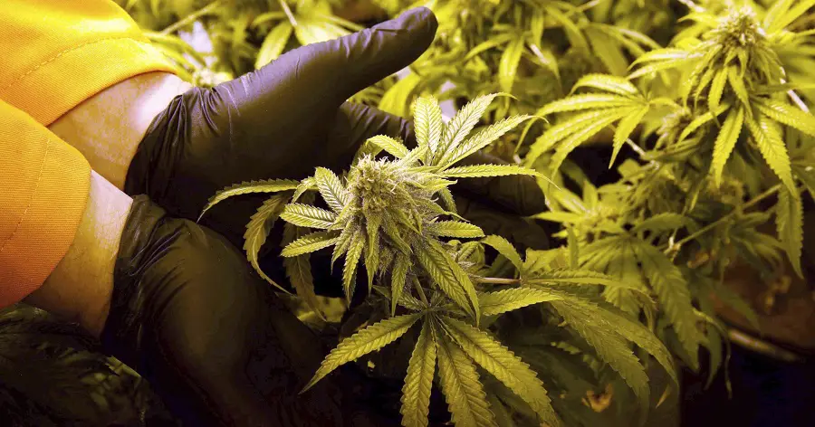 medical marijuanan florida