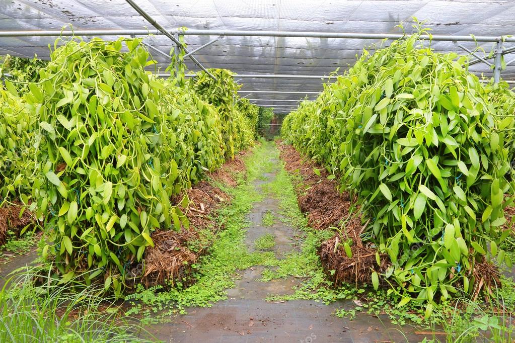 plantation de vanille