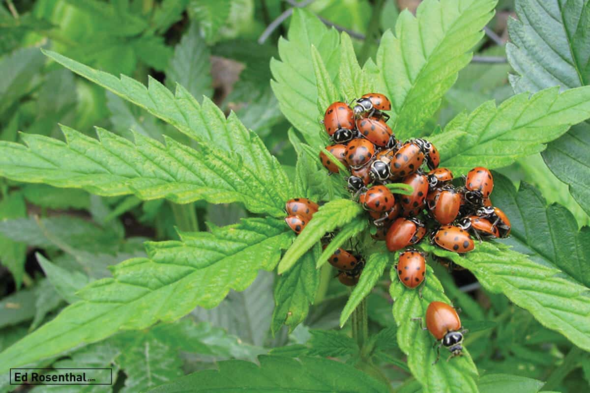 BBGH Laybug by TCurtiss ed Rosenthal