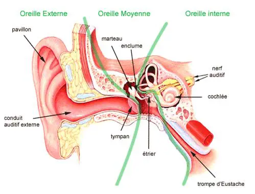 huile cbd