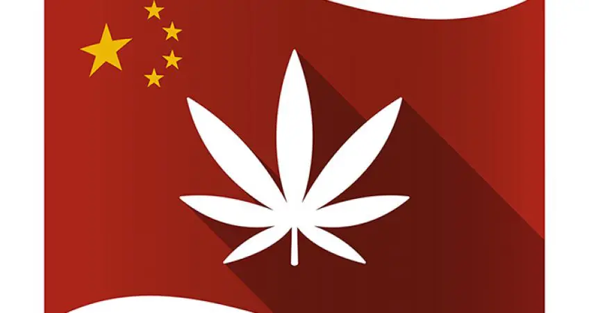 china cbd production chanvre