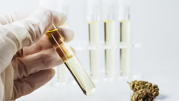 puissance du cannabis