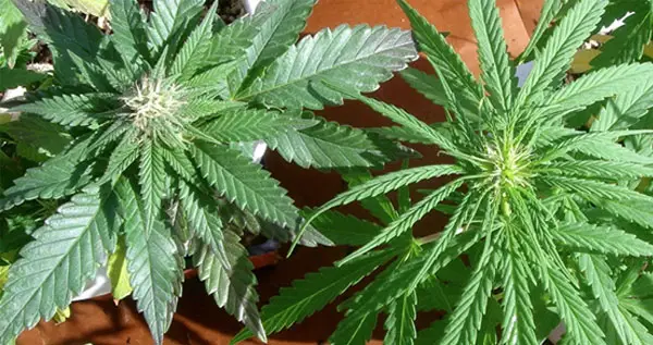 sativa vs indica 1 Indica et sativa