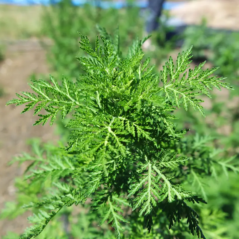 nbsp cannabis nbsp