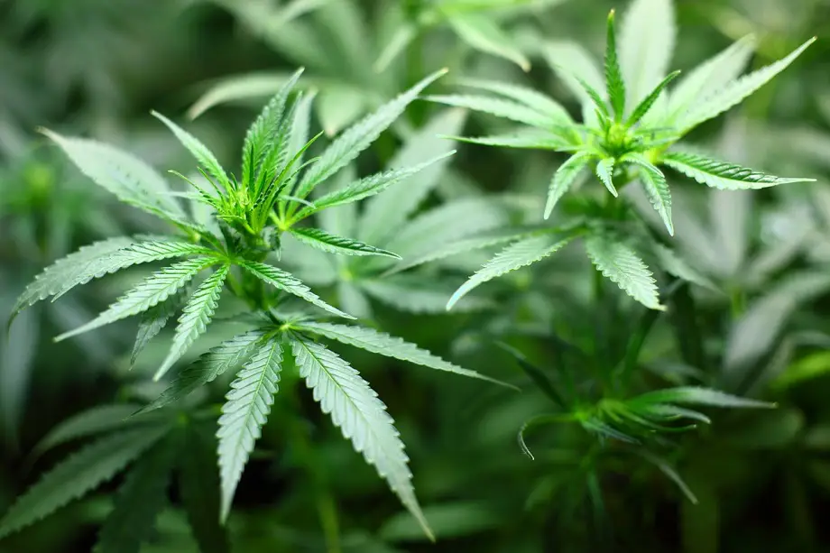 cannabis UK cannabis UK