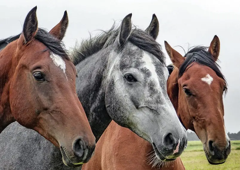 cheval cannabis