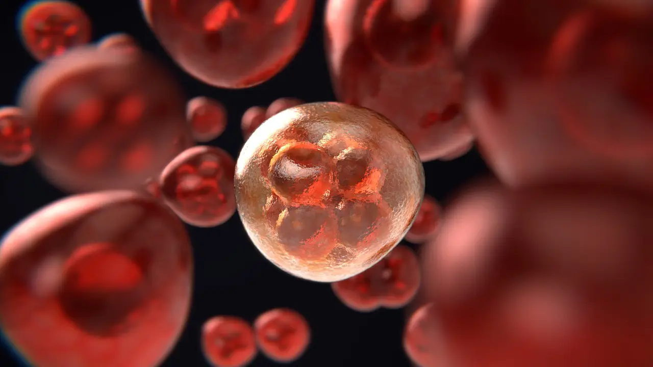 mitosis cancer cellule
