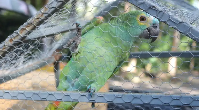 peroquet dealer bresil 1