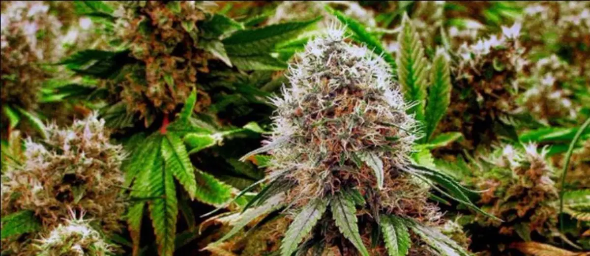 grow huge buds