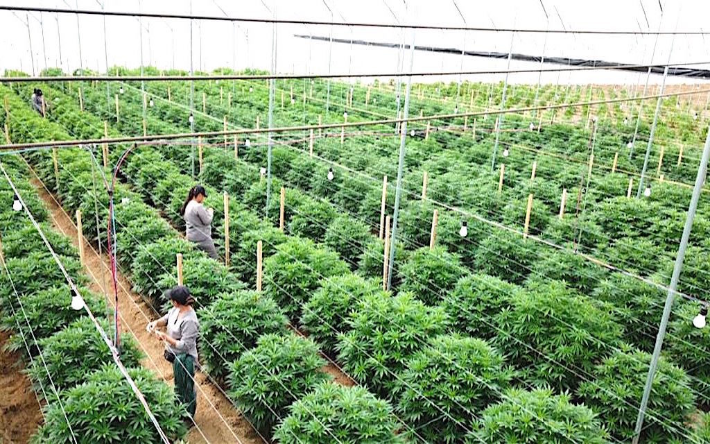 medical cannabis colombia