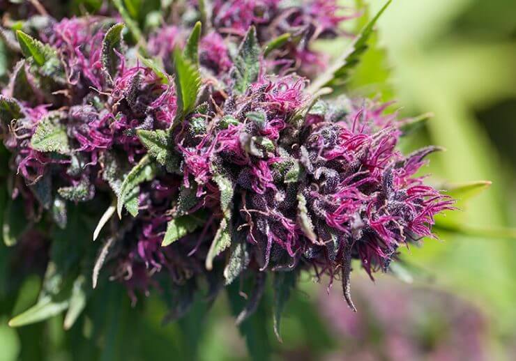 Special Sauce fleur de CBD