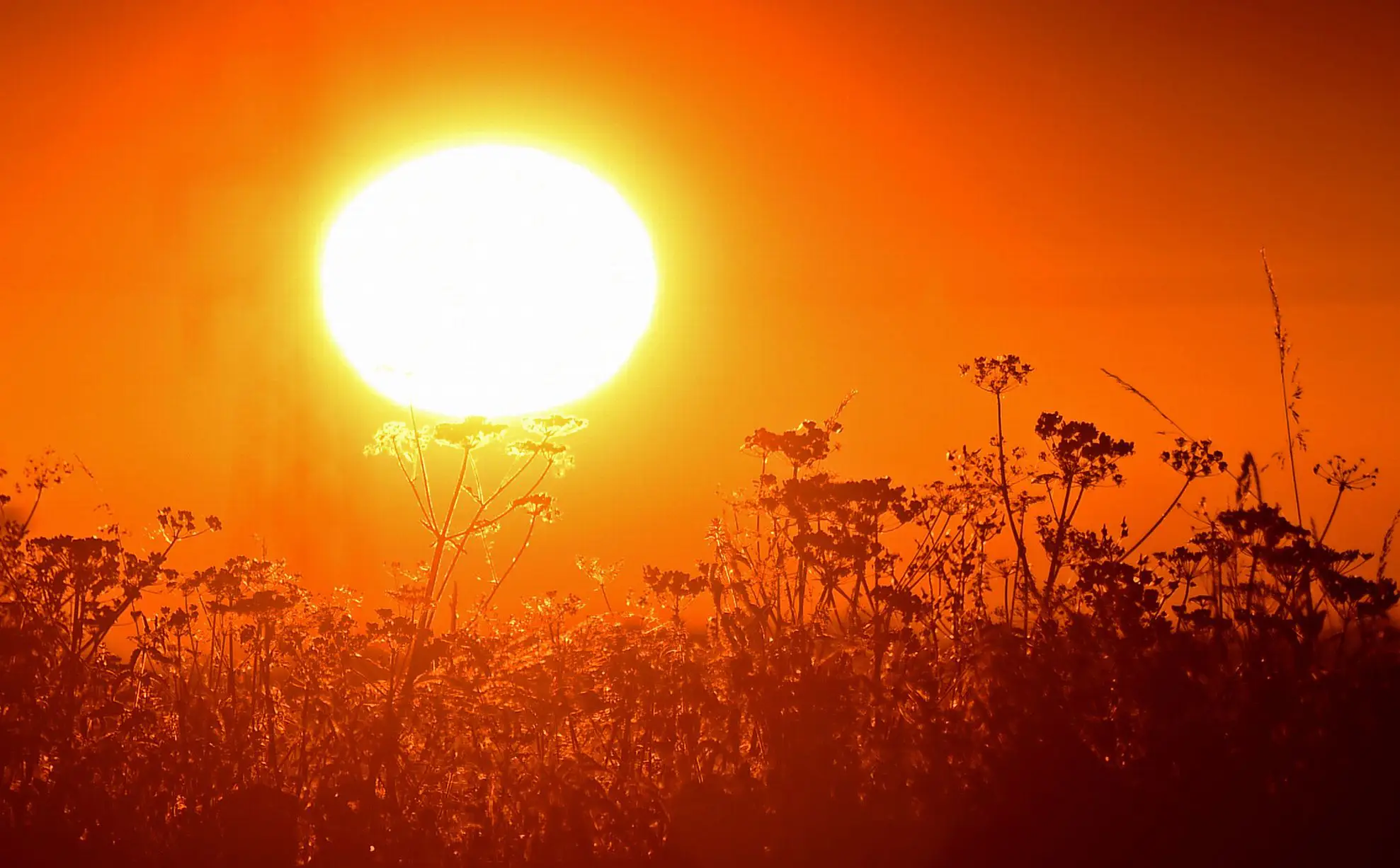 canicule canna