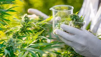 cannabis paracetamol