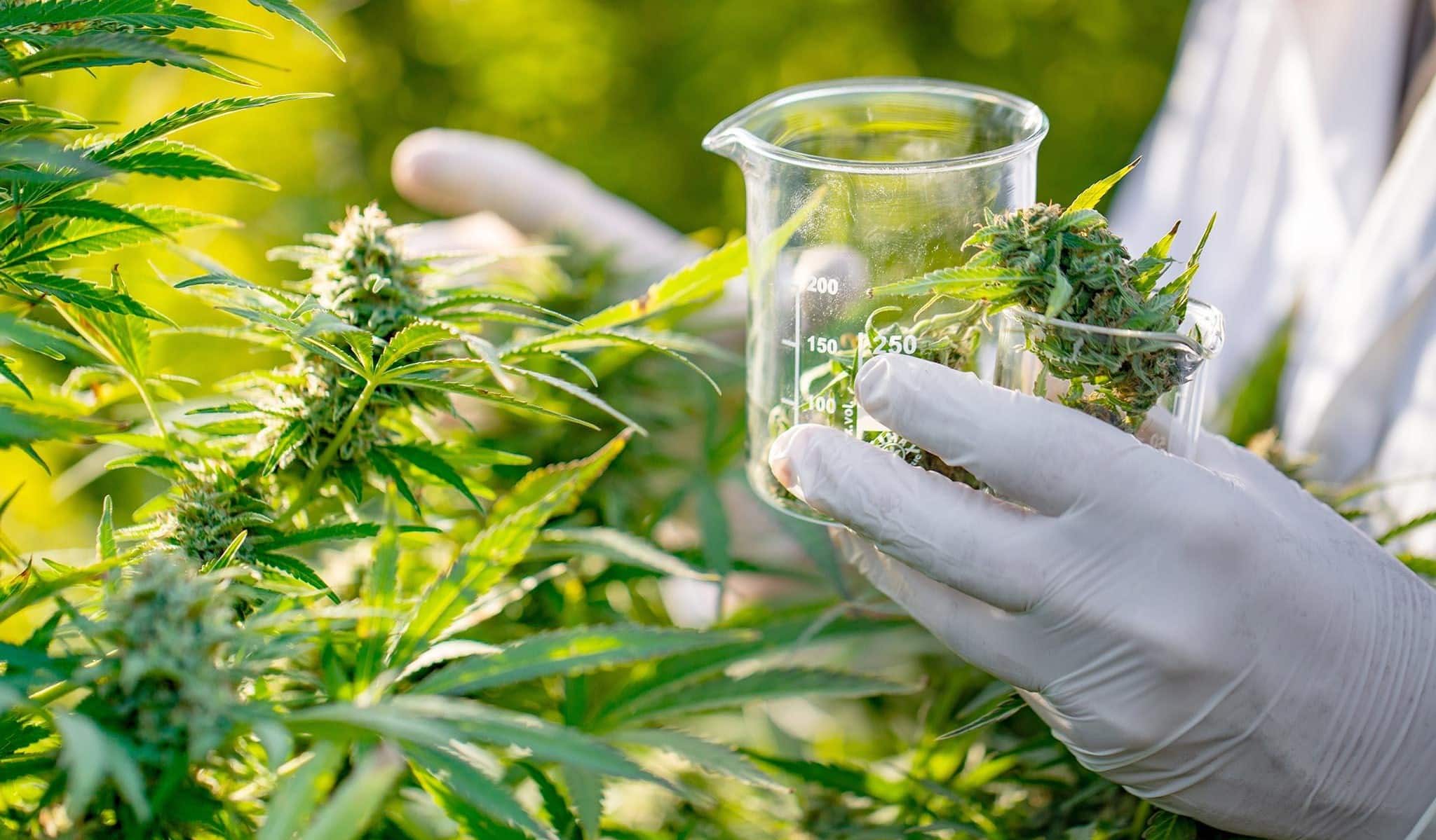 cannabis paracetamol