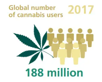 consommateur plantes cannabis