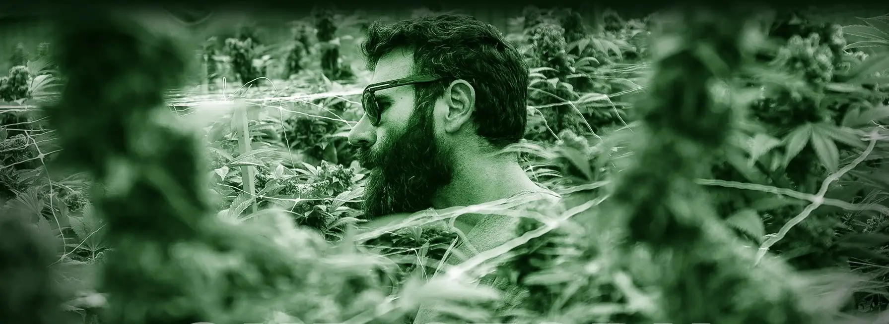 dan bilzerian