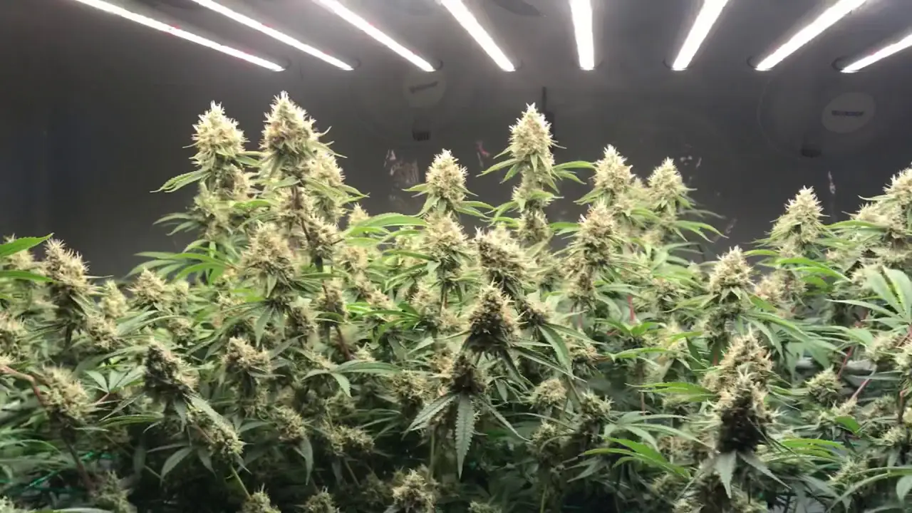 durban poison