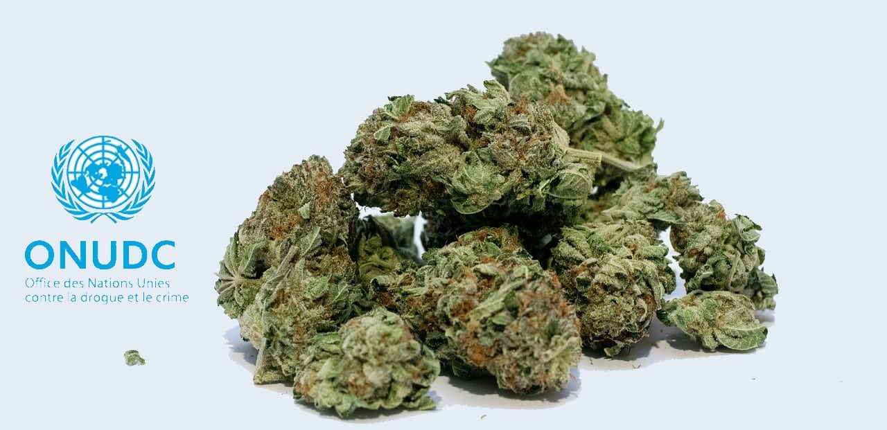 marijuana ONUDC 2019