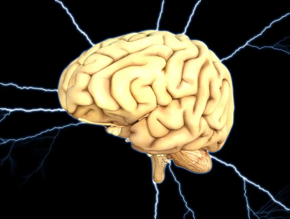 neurones du cerveau humain