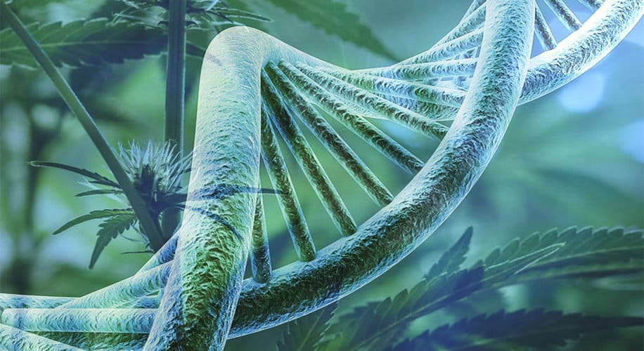 ogm weed merryjane trait biosciences