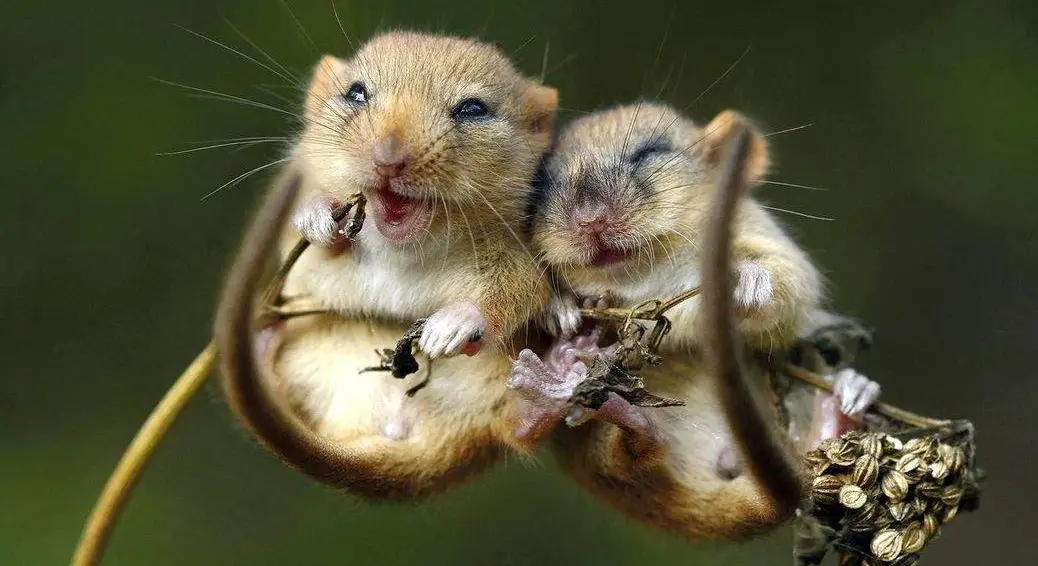 souris et CBD