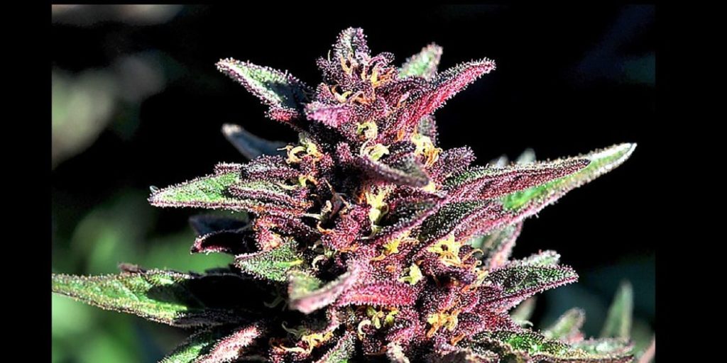 Avez-vous déjà entendu parler de la weed noire?