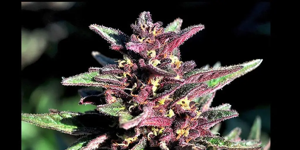 cannabis noir