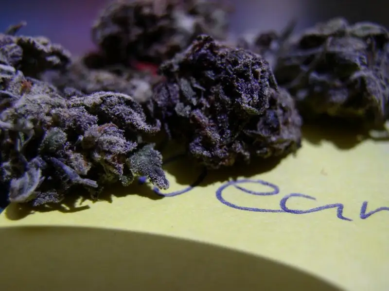 black cannabis