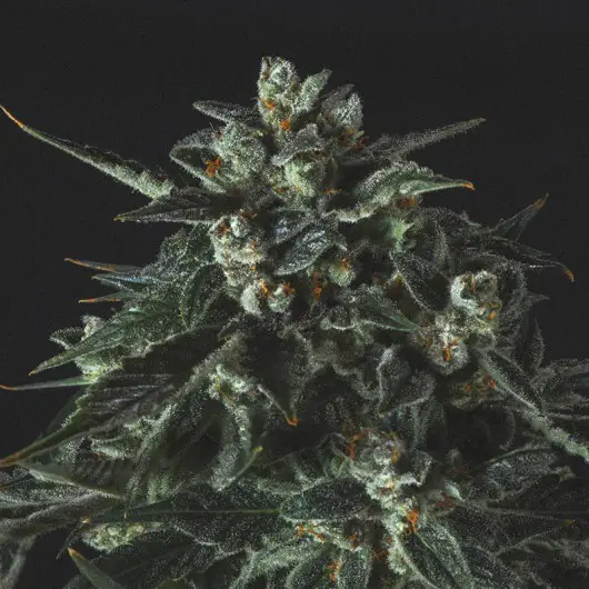 cannabis noir
