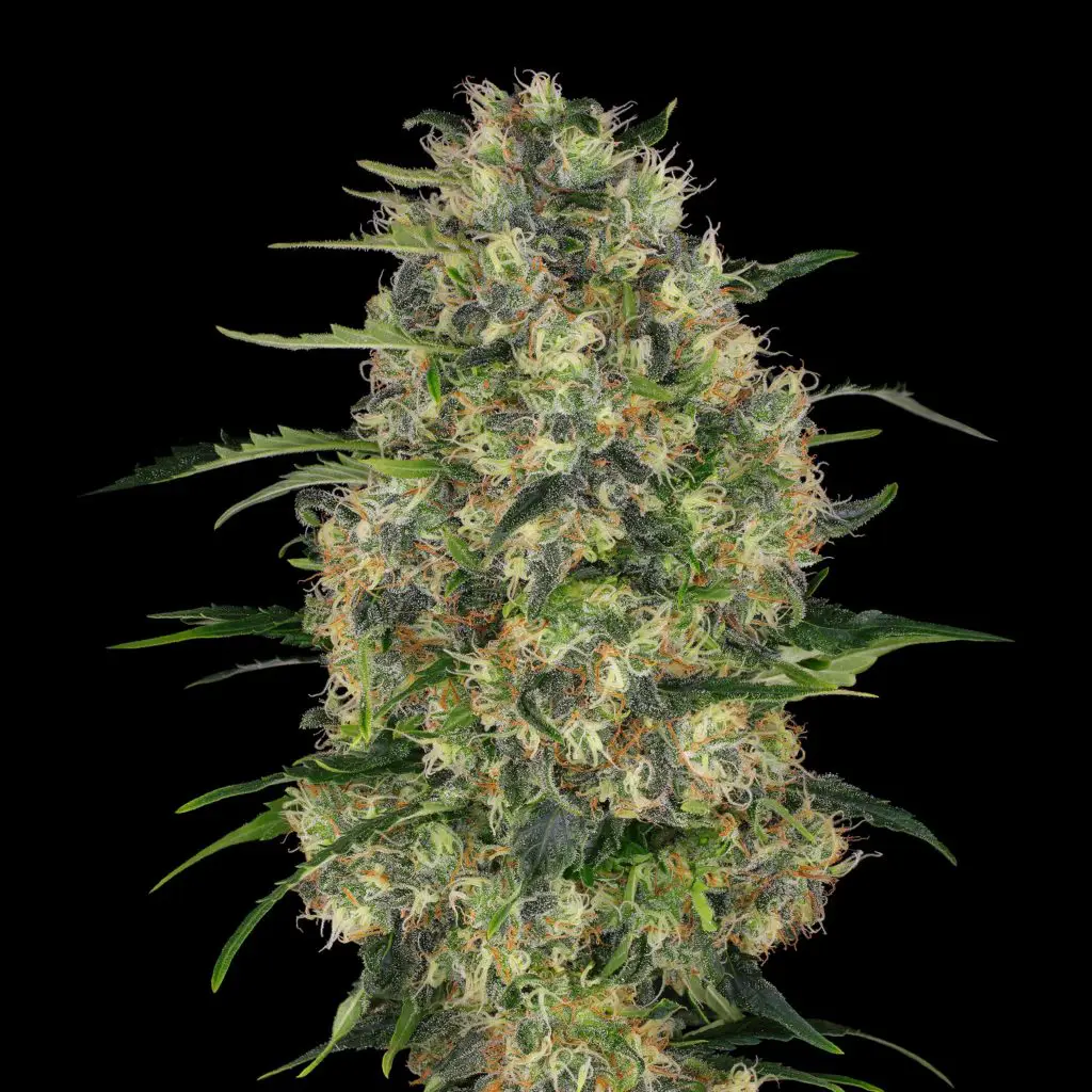 cannabis noir