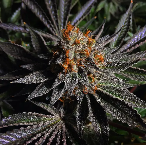 cannabis noir