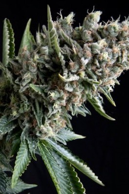 Avez-vous déjà entendu parler de la weed noire?