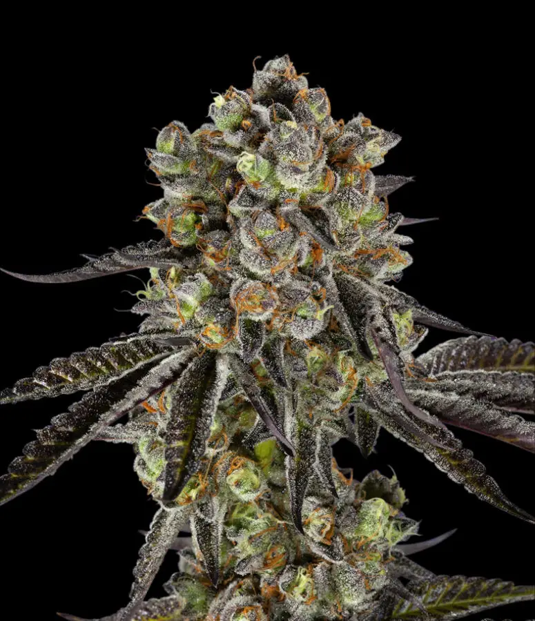cannabis noir