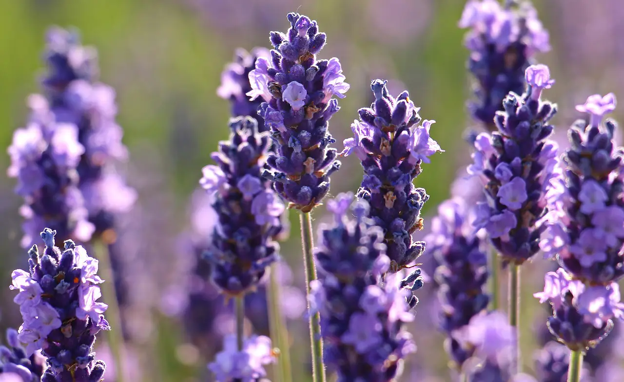 lavender 2426376 1280