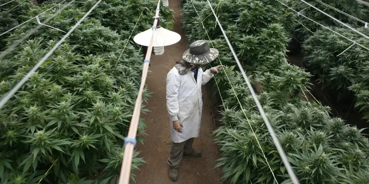 medicalmarijuana universite hebraique