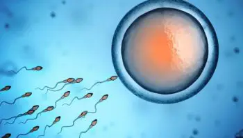 preservationfertilite aphp