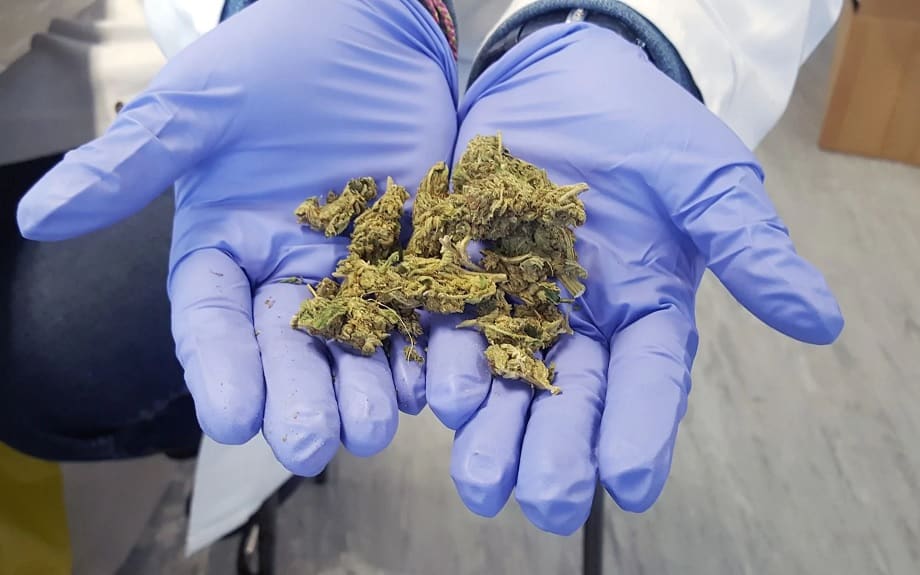 sativex VS cannabis 1