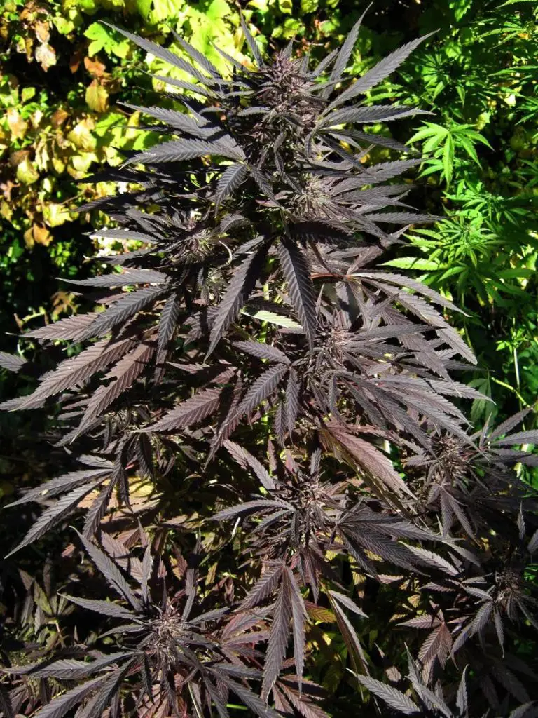 cannabis noir