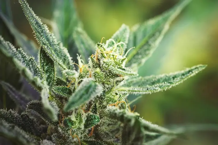 Cannabis Flower 1