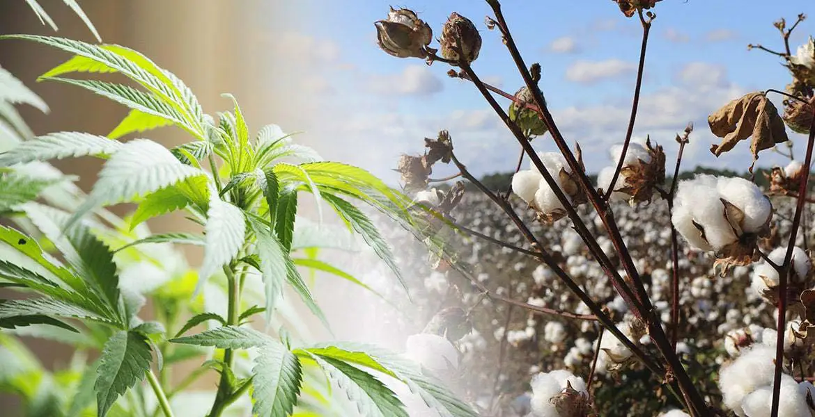 Hemp vs Cotton